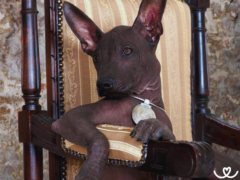 Plemeno-mexicky-nahac-Xoloitzcuintle (8)